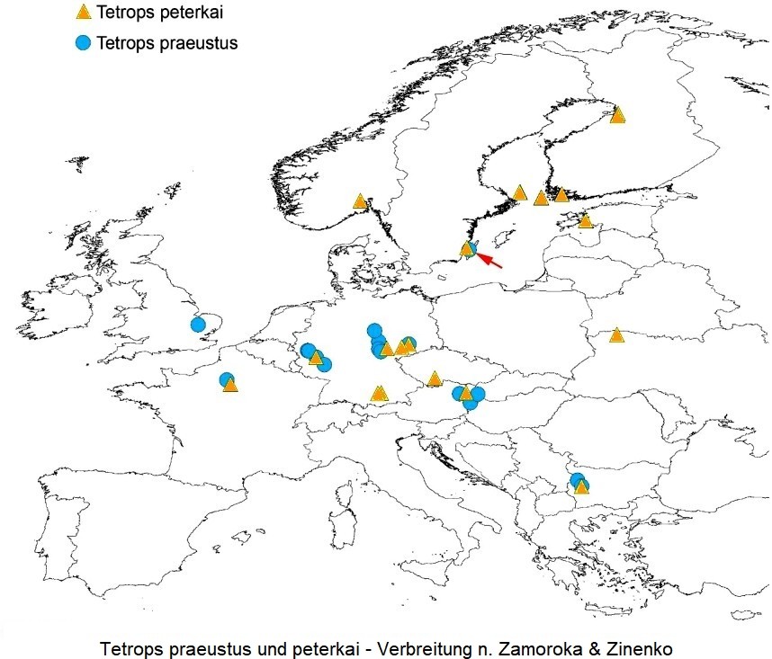 tetrops_praeustus und peterkai_dis.jpg